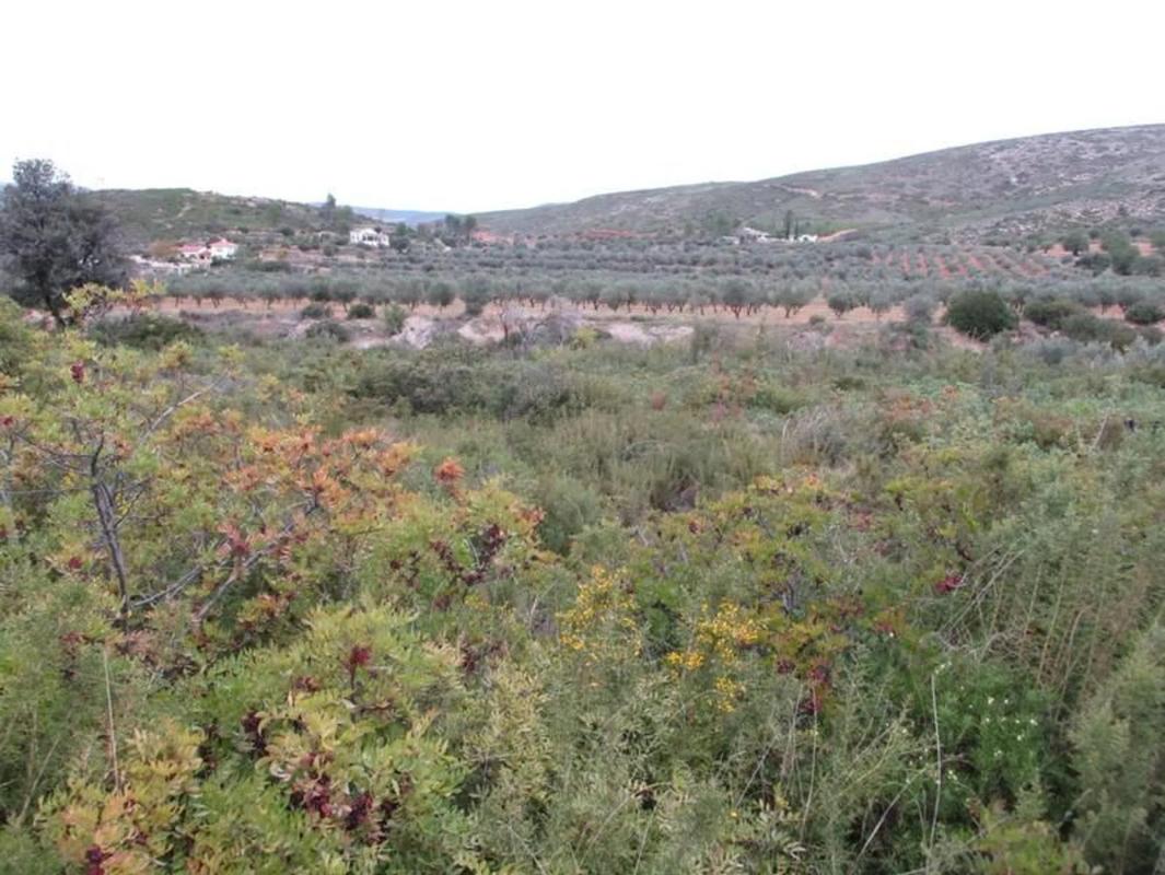 Terreno en venta en Macastre, Valencia photo 5