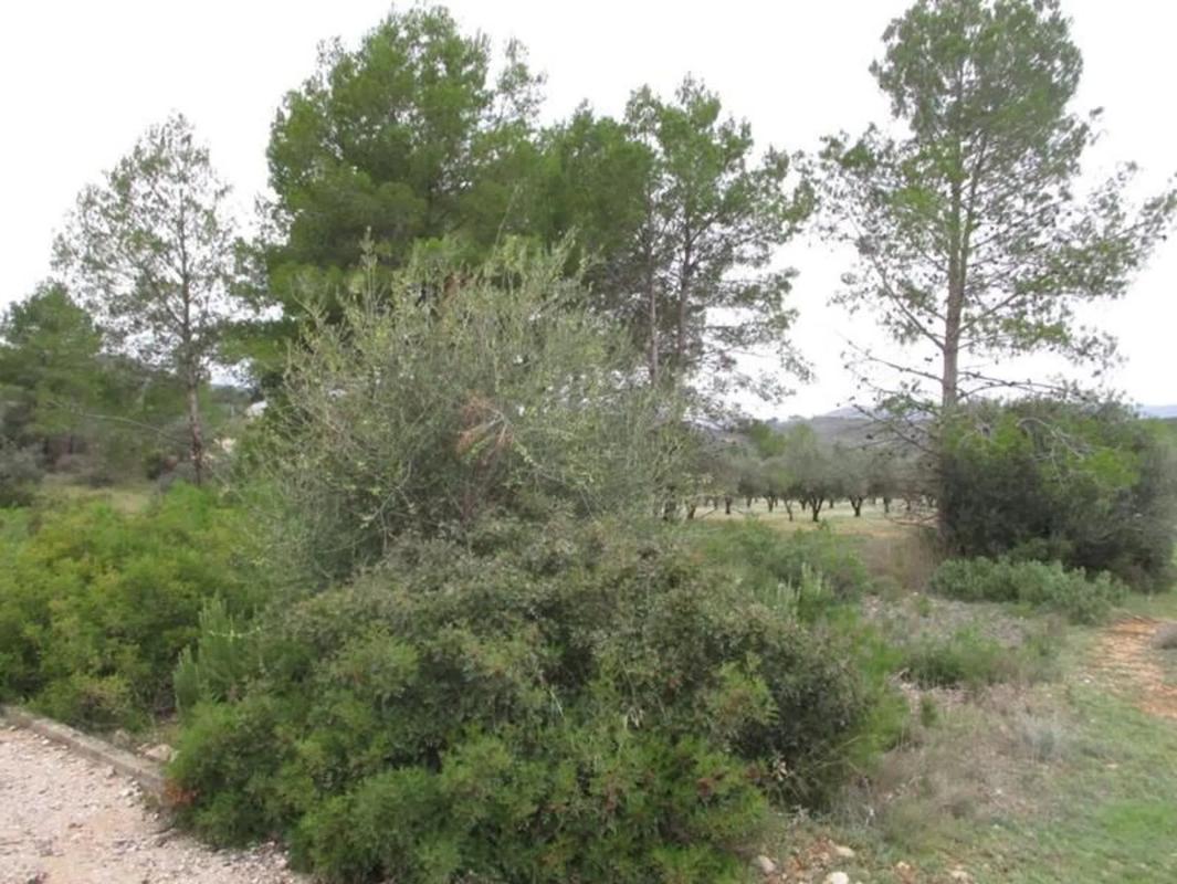 Terreno en venta en Macastre, Valencia photo 3