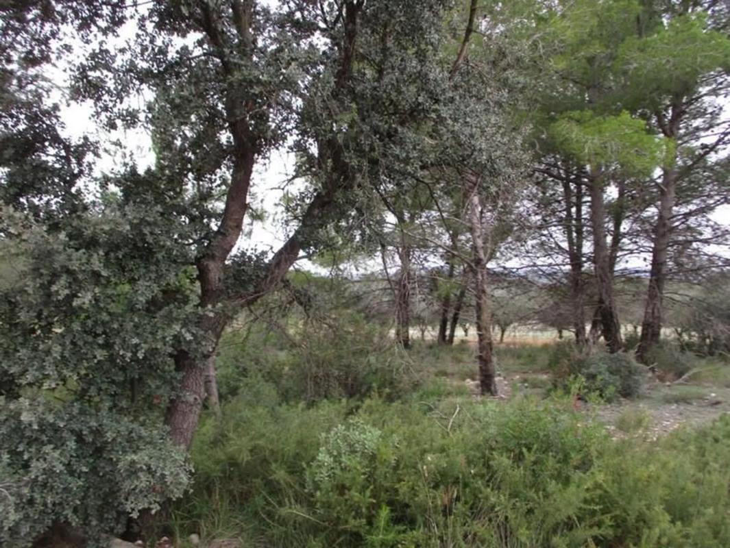 Terreno en venta en Macastre, Valencia photo 5
