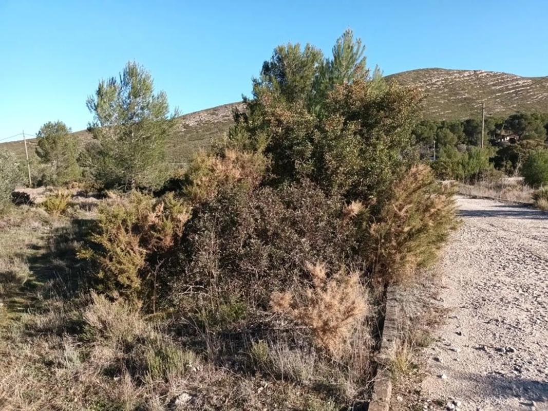 Terreno en venta en Macastre, Valencia photo 5