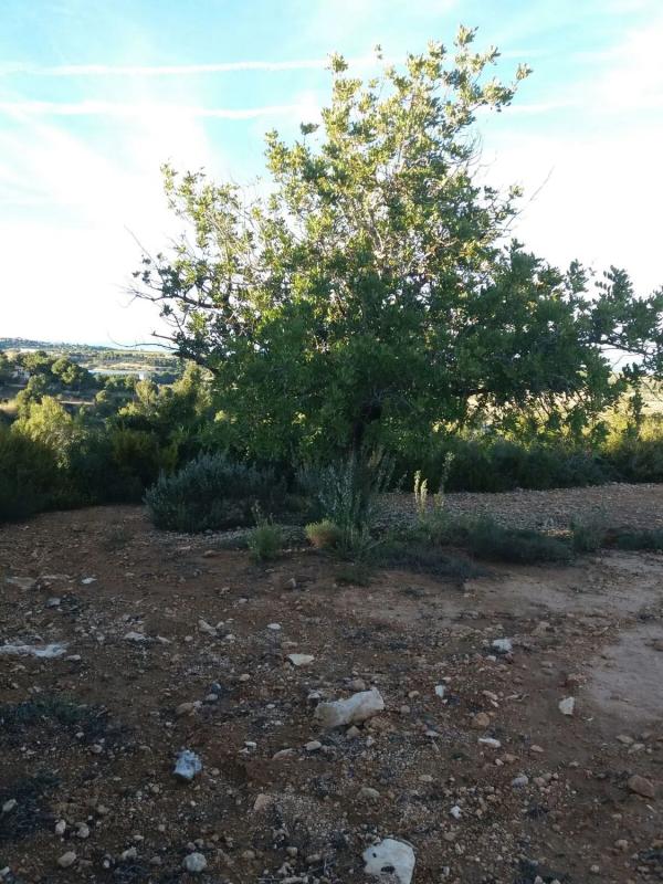 Terreno en venta en Godelleta, Valencia photo 1