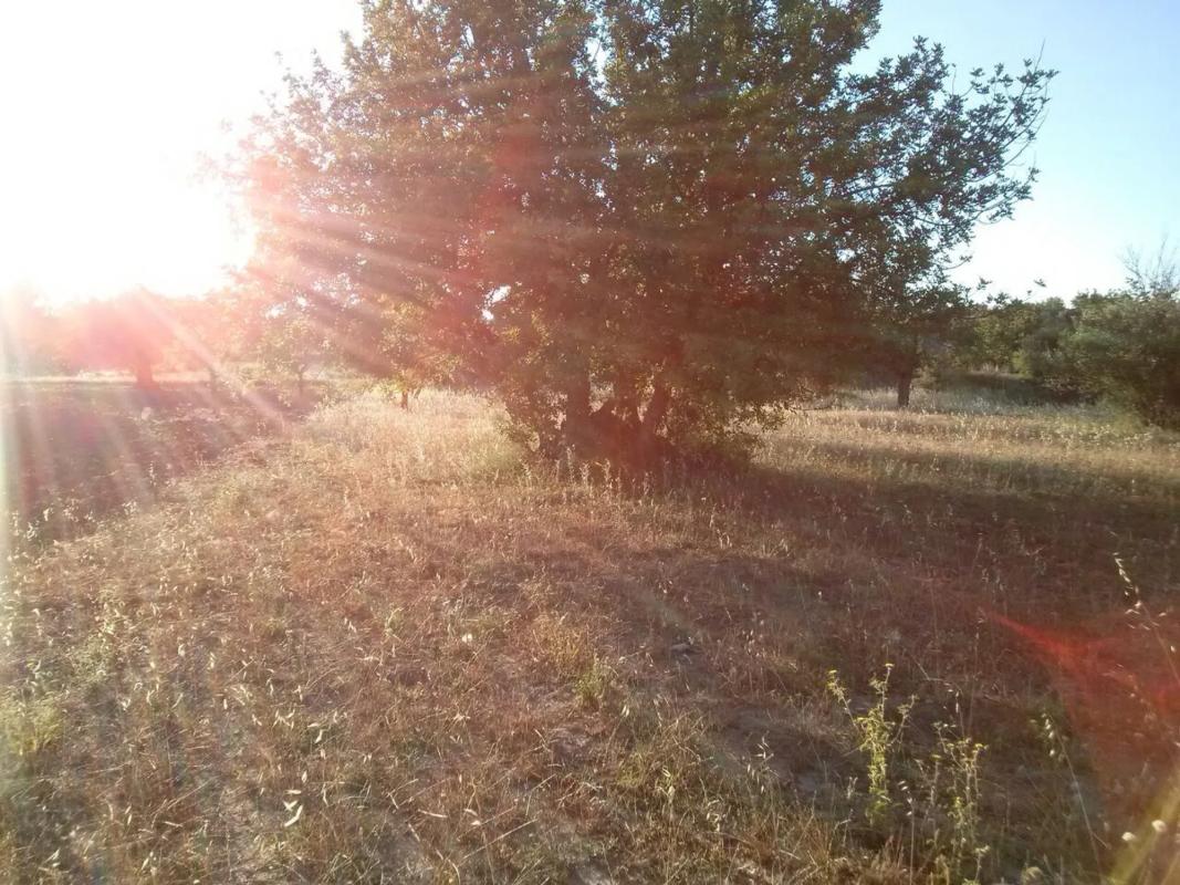 Land for sale in Alborache, Valencia photo 1