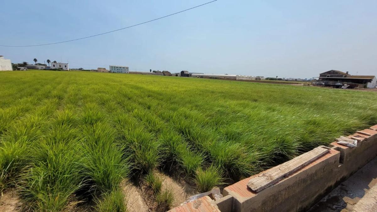 Terreno en venta en Alboraya, Valencia photo 2