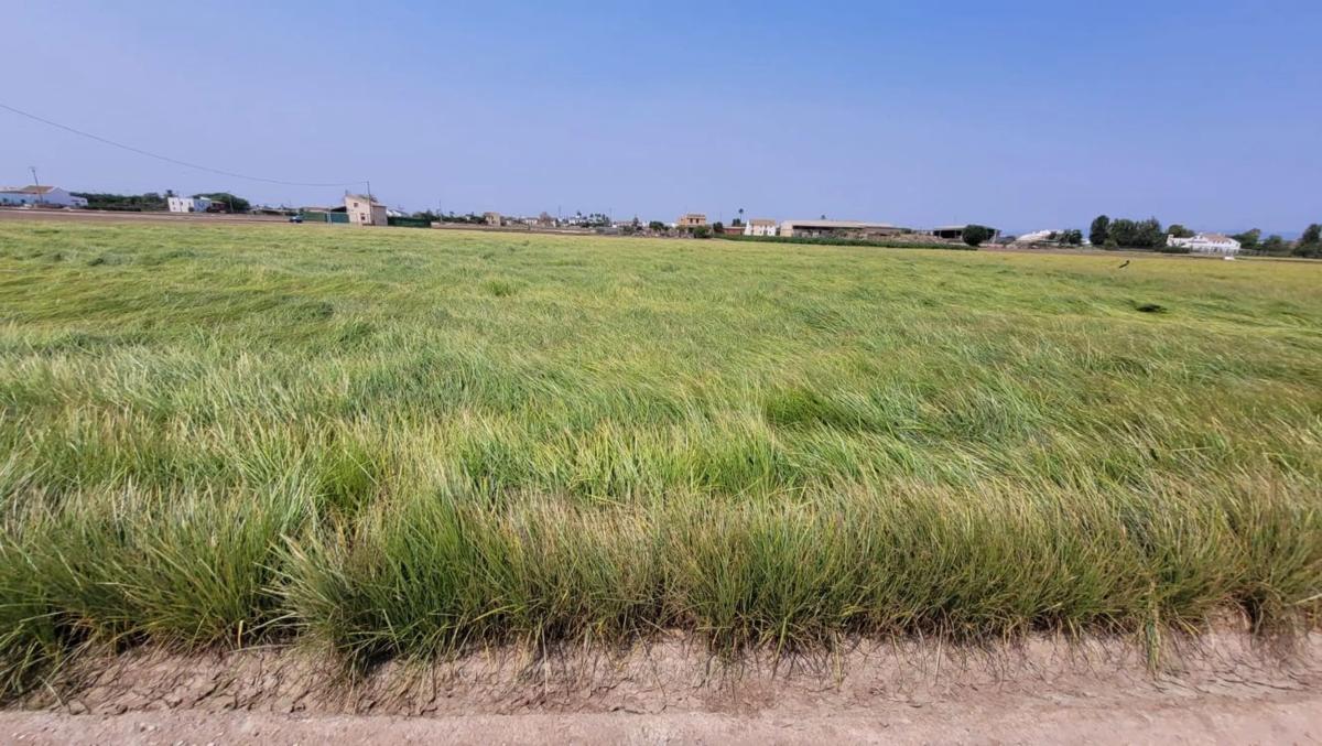 Terreno en venta en Alboraya, Valencia photo 3