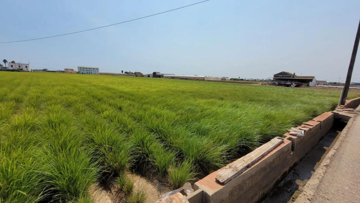 Terreno en venta en Alboraya, Valencia photo 5