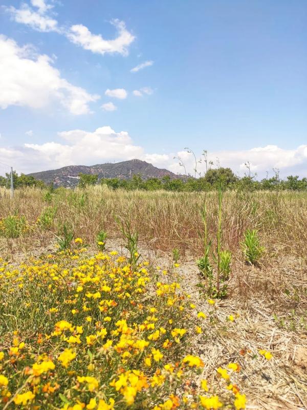 Terreno en venta en Puçol, Valencia photo 3