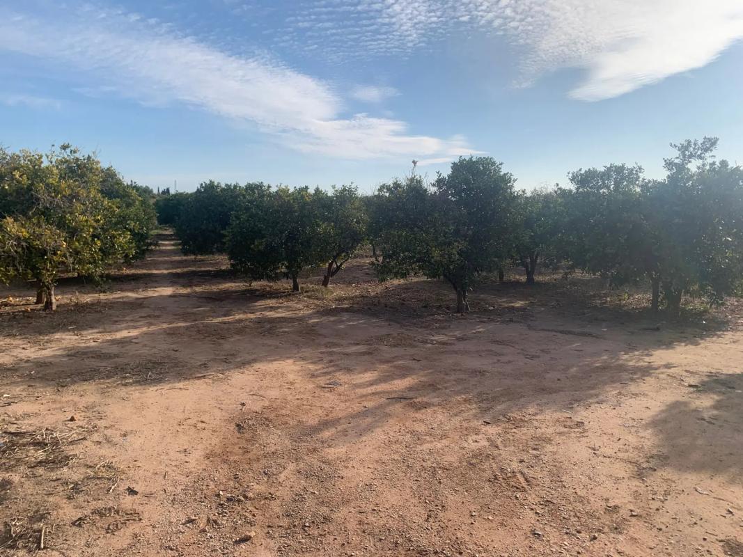 Terreno en venta en Alfara del Patriarca, Valencia photo 4