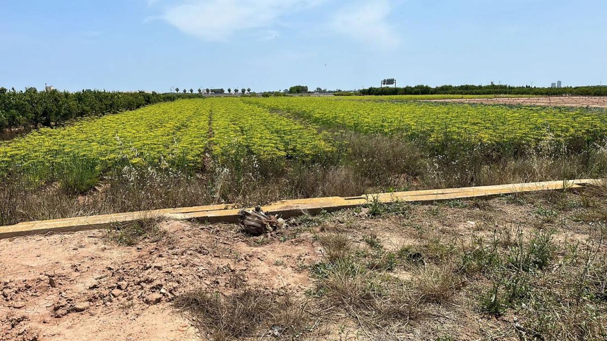Terreno en venta en Puçol, Valencia photo 3