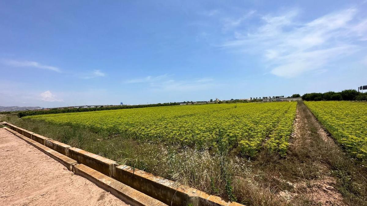 Terreno en venta en Puçol, Valencia photo 4
