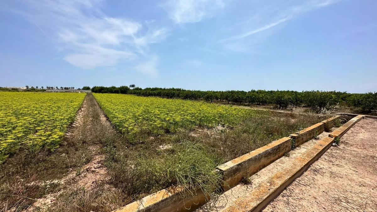 Terreno en venta en Puçol, Valencia photo 5