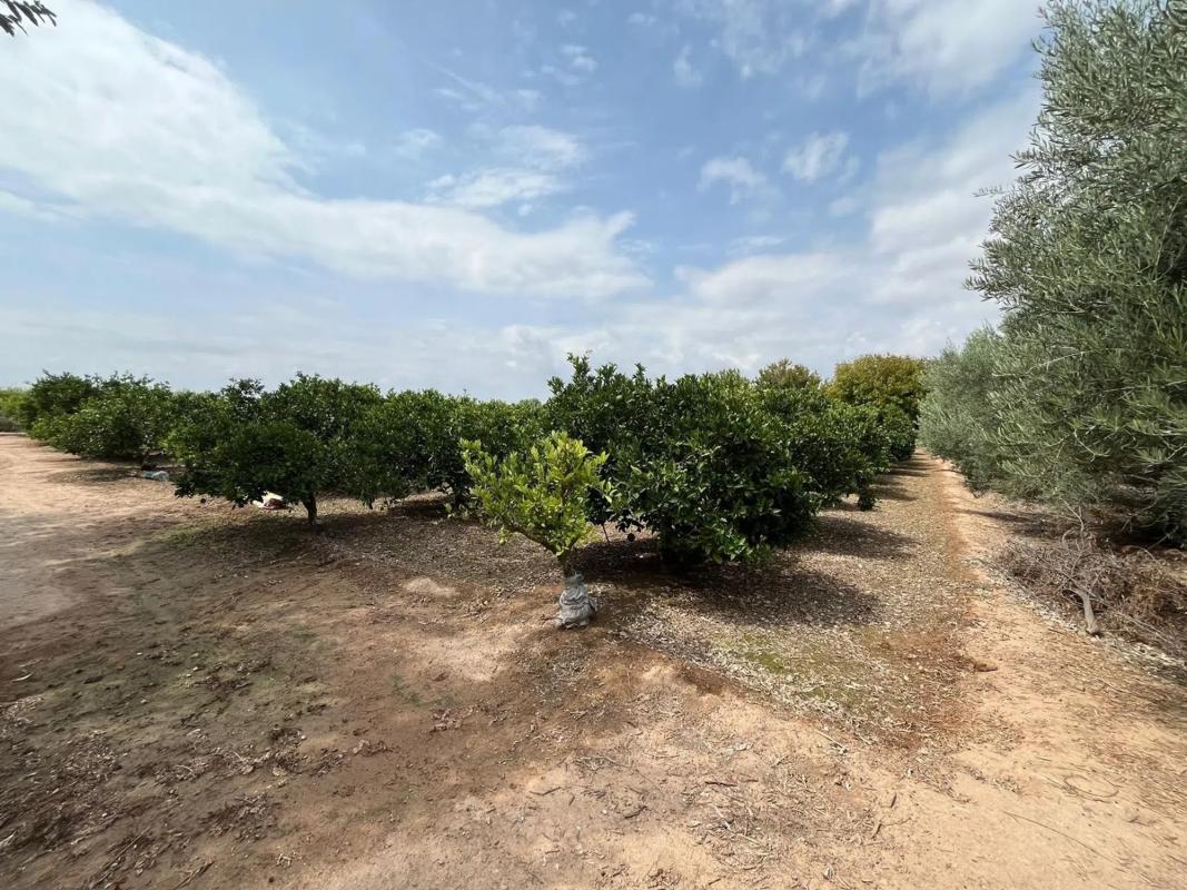 Terreno en venta en Puig, Valencia photo 2