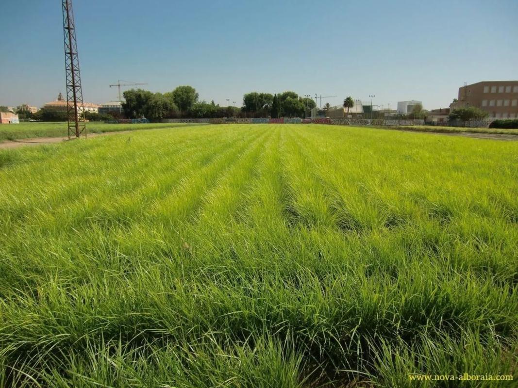 Terreno en venta en Foios, Valencia photo 2