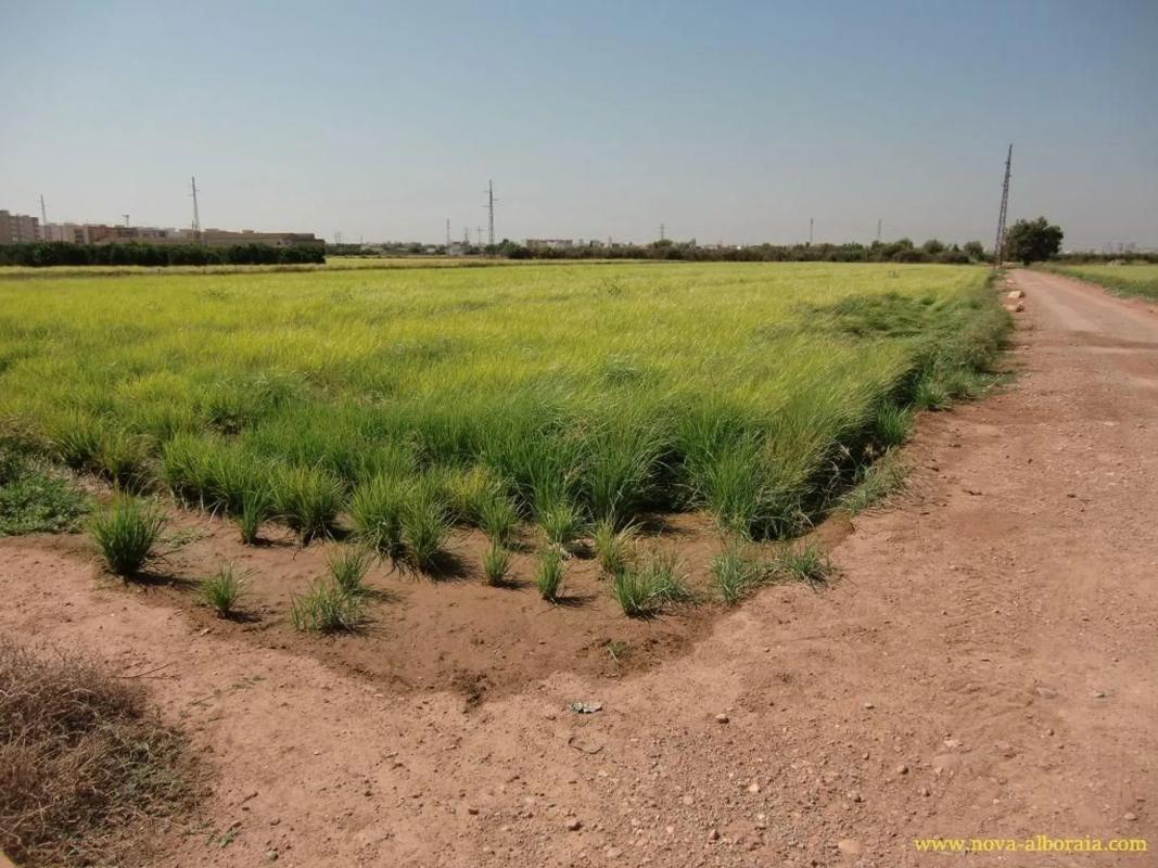 Terreno en venta en Foios, Valencia photo 3