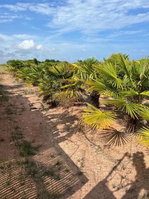 Terreno en venta en Puçol, Valencia photo 4