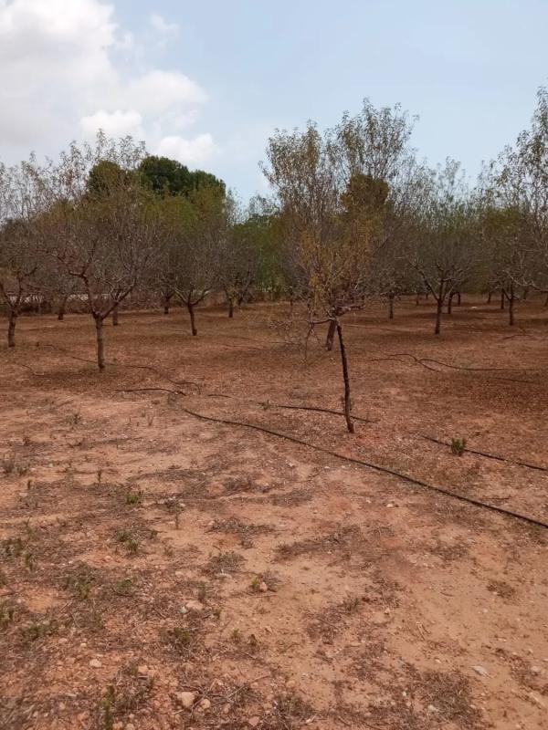 Terreno en venta en Alcàsser, Valencia photo 4