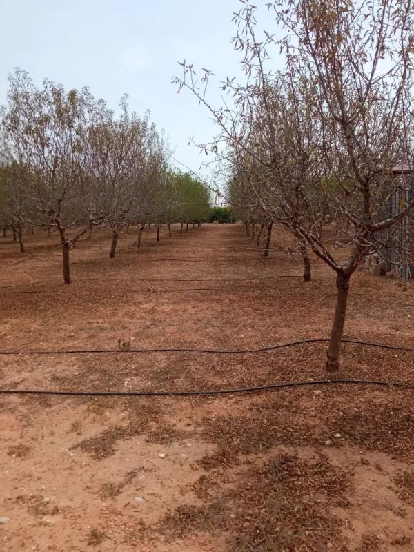 Terreno en venta en Alcàsser, Valencia photo 5