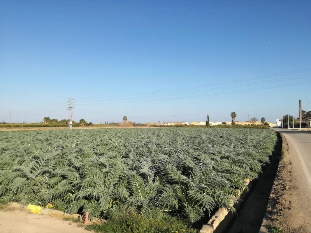 Terreno en venta en Catarroja, Valencia photo 5