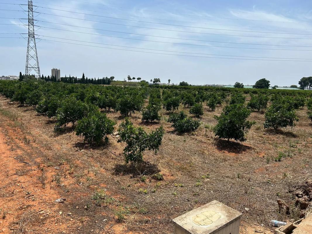 Land for sale in Alcàsser, Valencia photo 4