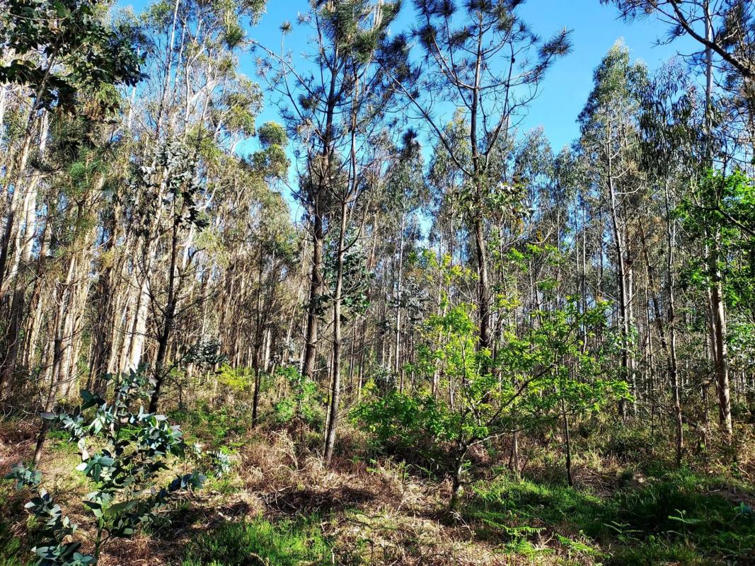 Terreno en venta en A Estrada, Pontevedra photo 2