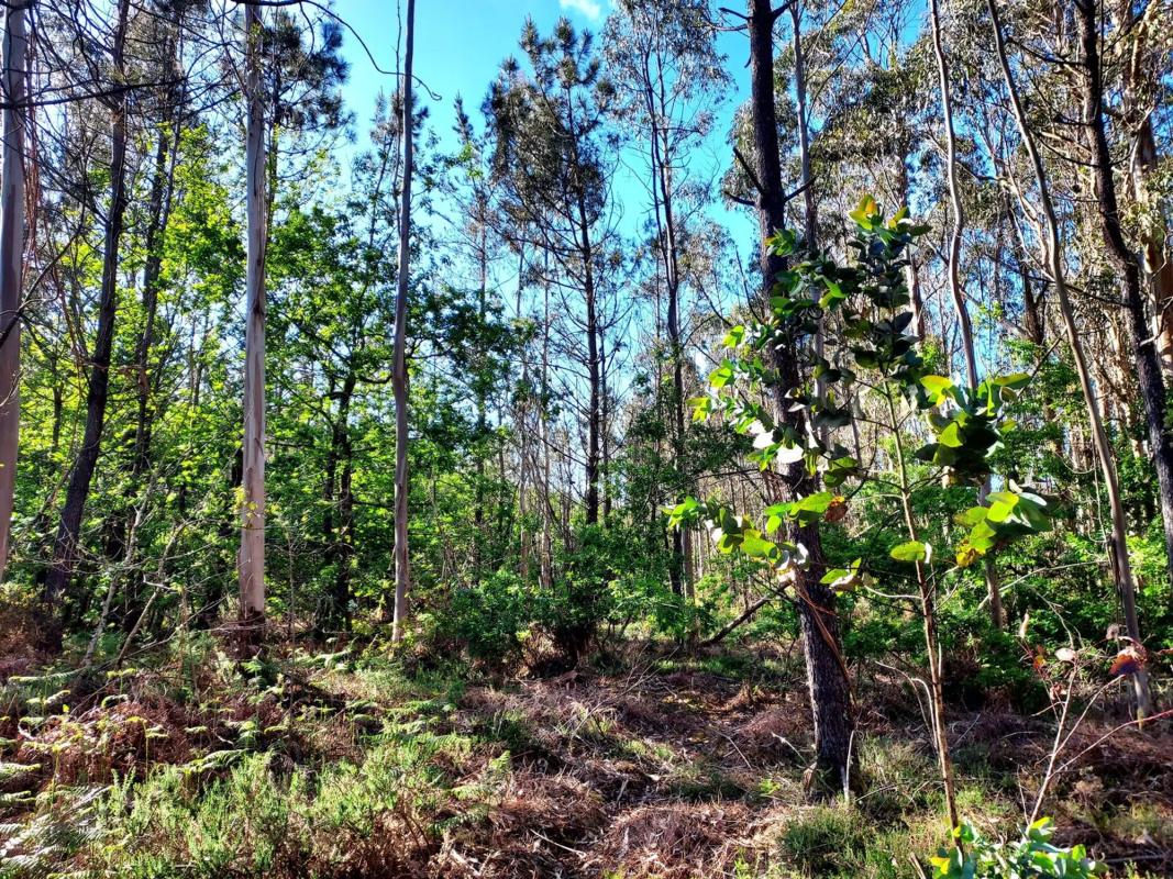 Terreno en venta en A Estrada, Pontevedra photo 3