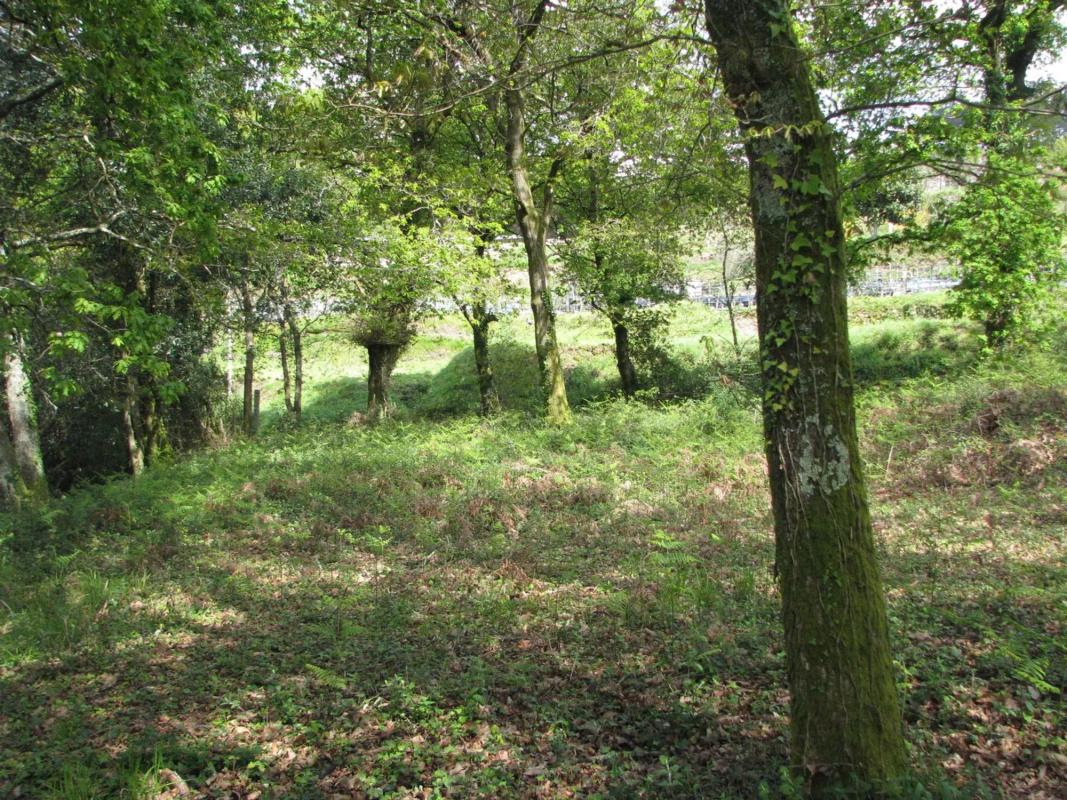 Land for sale in Tui, Pontevedra photo 5