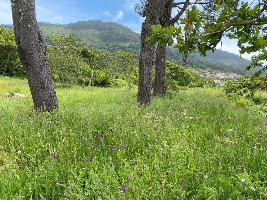 Terreno en venta en Oia, Pontevedra photo 2