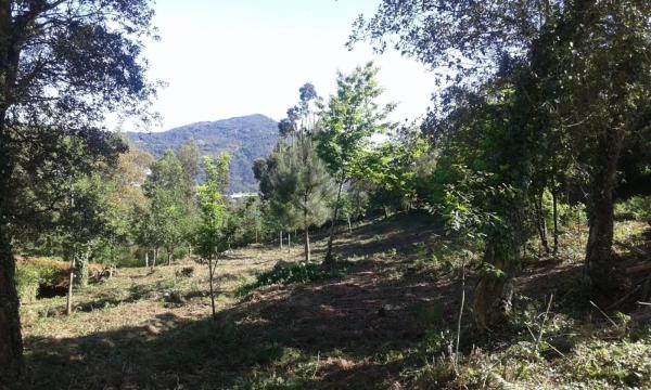 Terreno en O Rosal photo 2