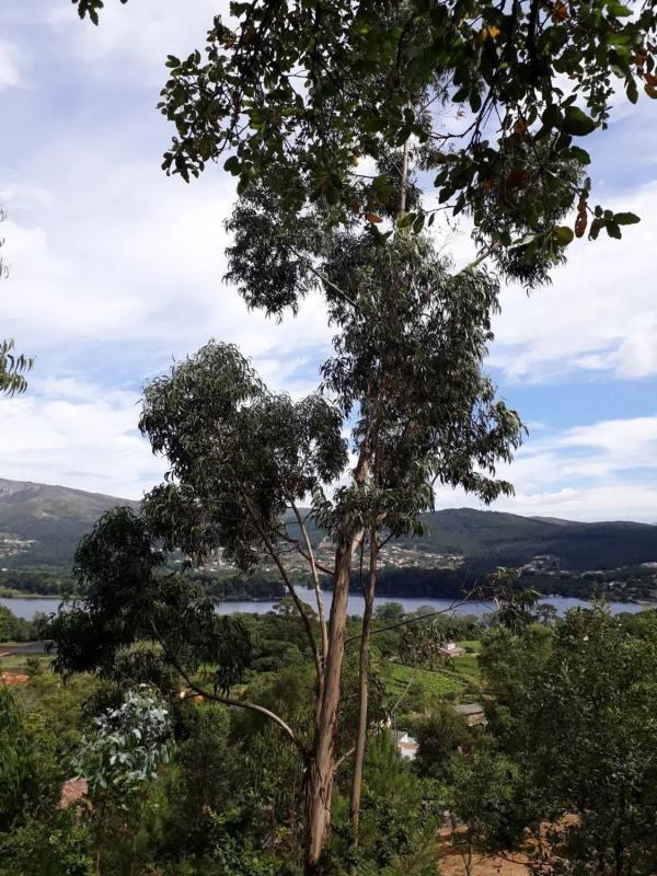 Land for sale in The Rosal, Pontevedra photo 5