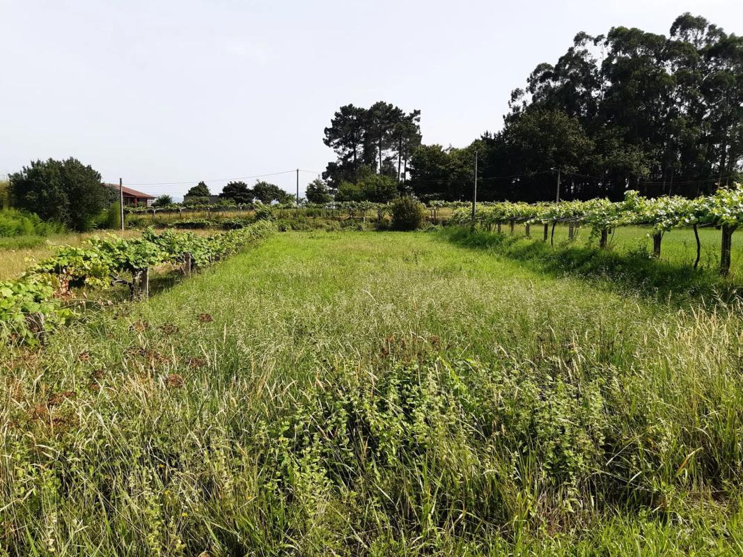 Terreno en venta en Tomiño, Pontevedra photo 3