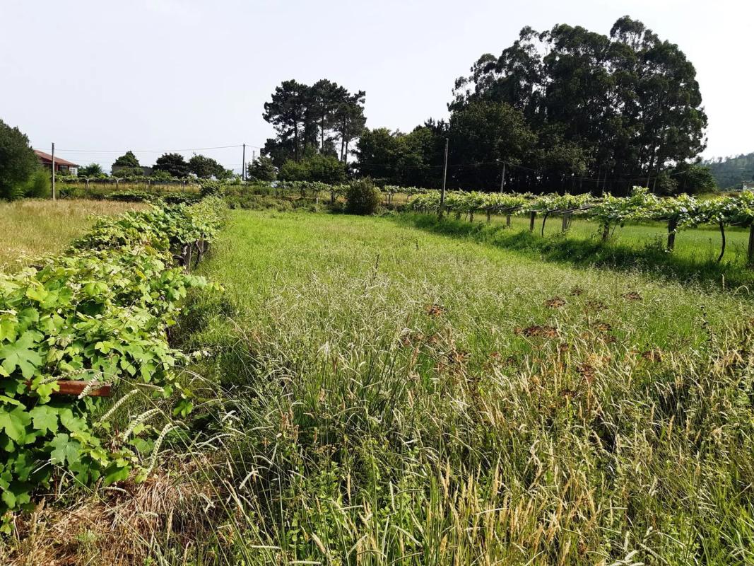 Terreno en venta en Tomiño, Pontevedra photo 4