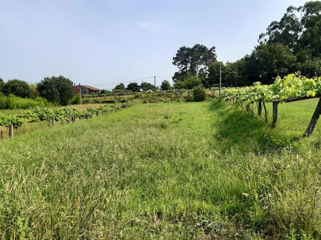 Terreno en venta en Tomiño, Pontevedra photo 5