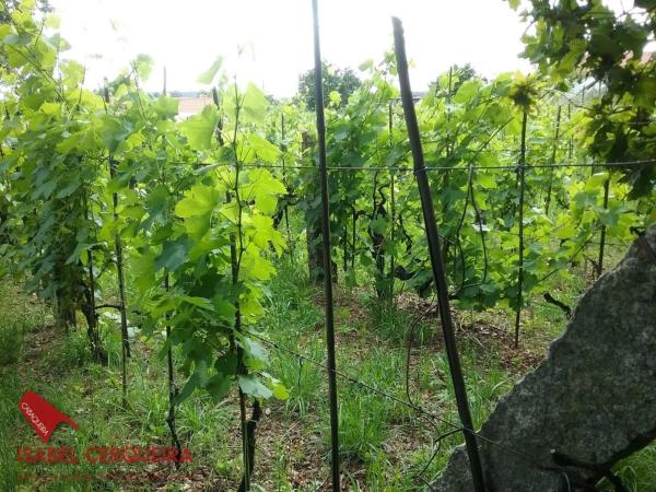 Terreno en Lugar a Tomada s/n photo 4