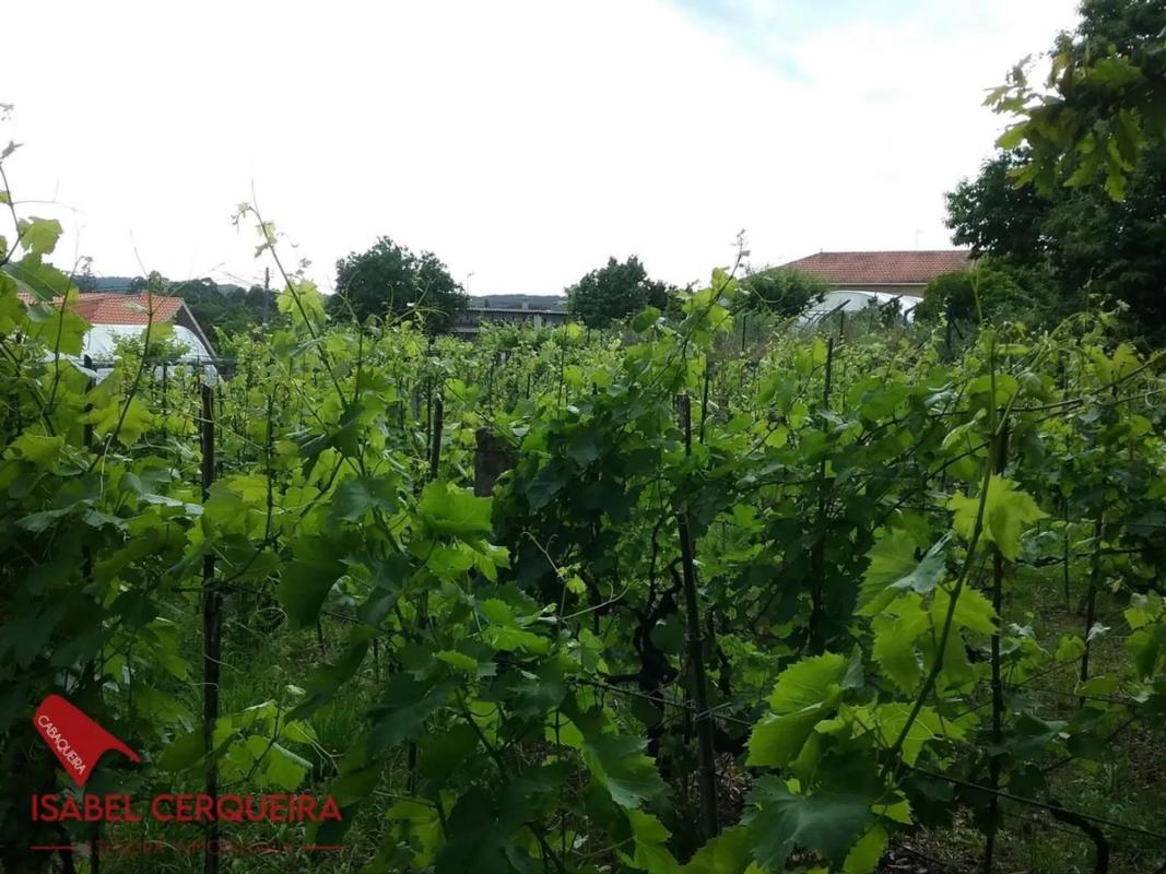 Land for sale in Tomiño, Pontevedra photo 5