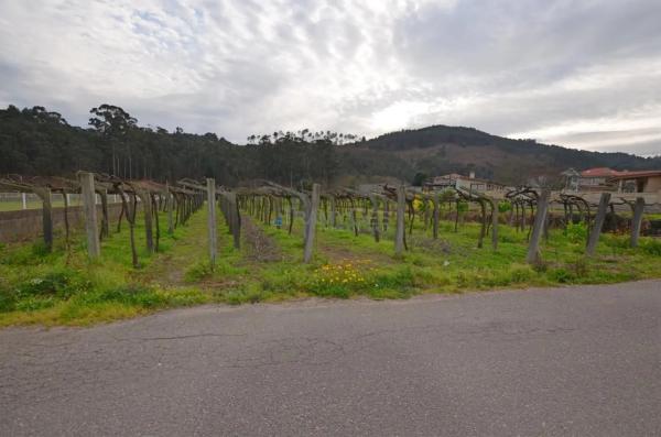 Terreno en Tui photo 1