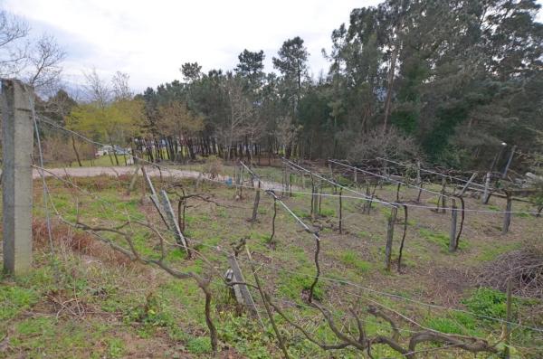 Terreno en Tomiño photo 4