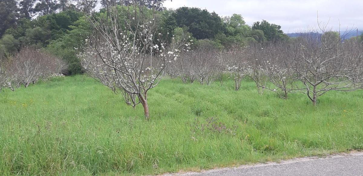 Terreno en venta en O Rosal, Pontevedra photo 2