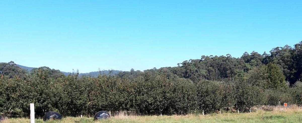 Terreno en venta en O Rosal, Pontevedra photo 4