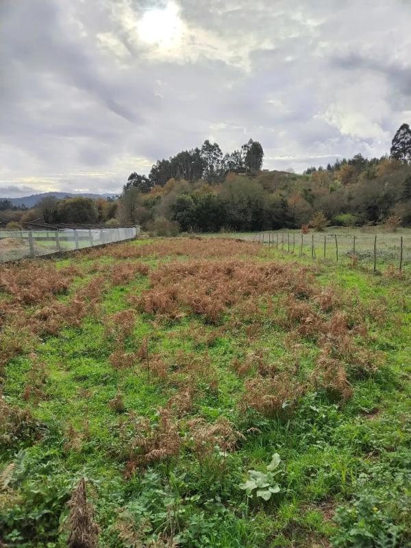 Terreno en venta en Caldas de Reis, Pontevedra photo 4
