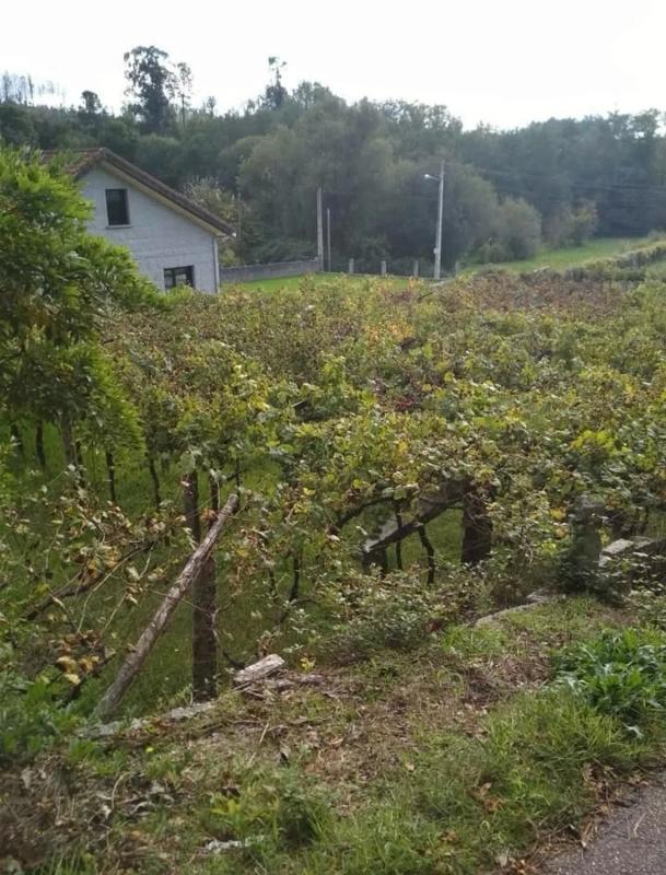 Land for sale in Ponteareas, Pontevedra photo 3