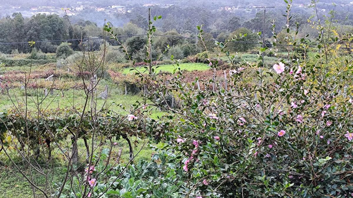 Terreno en venta en As Neves, Pontevedra photo 1