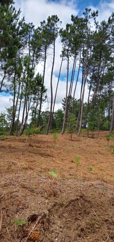 Terreno en venta en Salvaterra de Miño, Pontevedra photo 1
