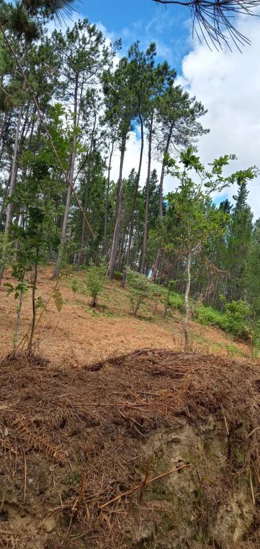 Terreno en venta en Salvaterra de Miño, Pontevedra photo 5