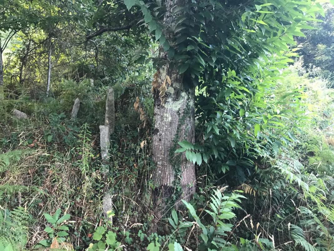 Działka na sprzedaż w Arbo, Pontevedra photo 2