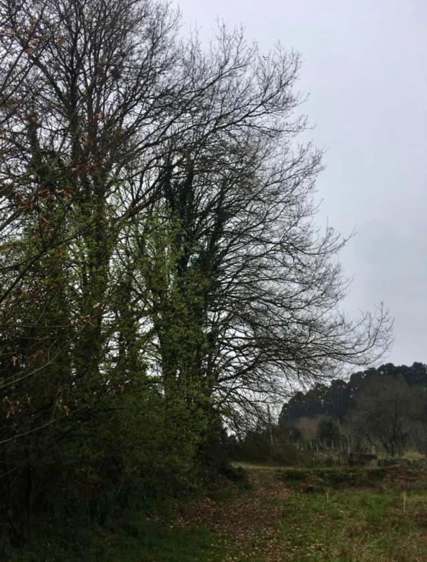 Terreno en venta en Mondariz, Pontevedra photo 2