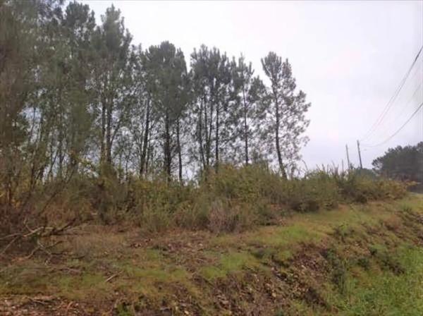 Terreno en Salvaterra de Miño photo 4