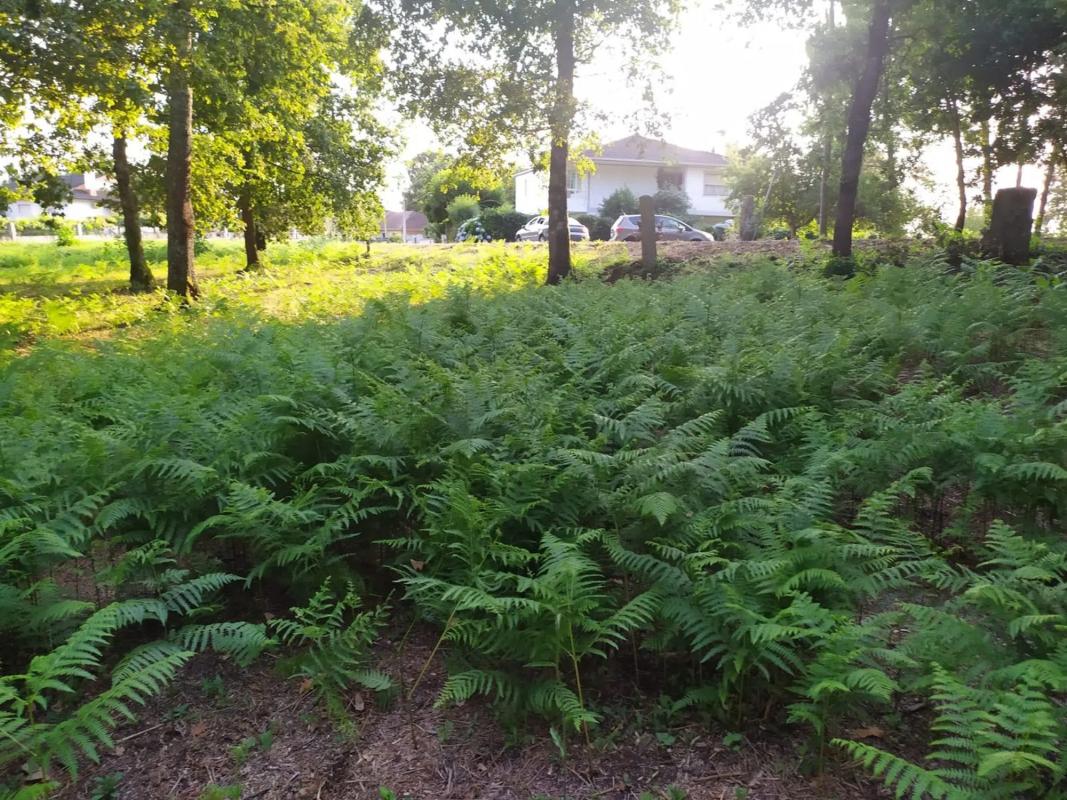 Terreno en venta en Salvaterra de Miño, Pontevedra photo 1