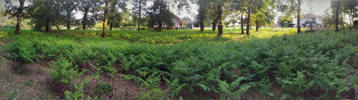 Terreno en venta en Salvaterra de Miño, Pontevedra photo 5