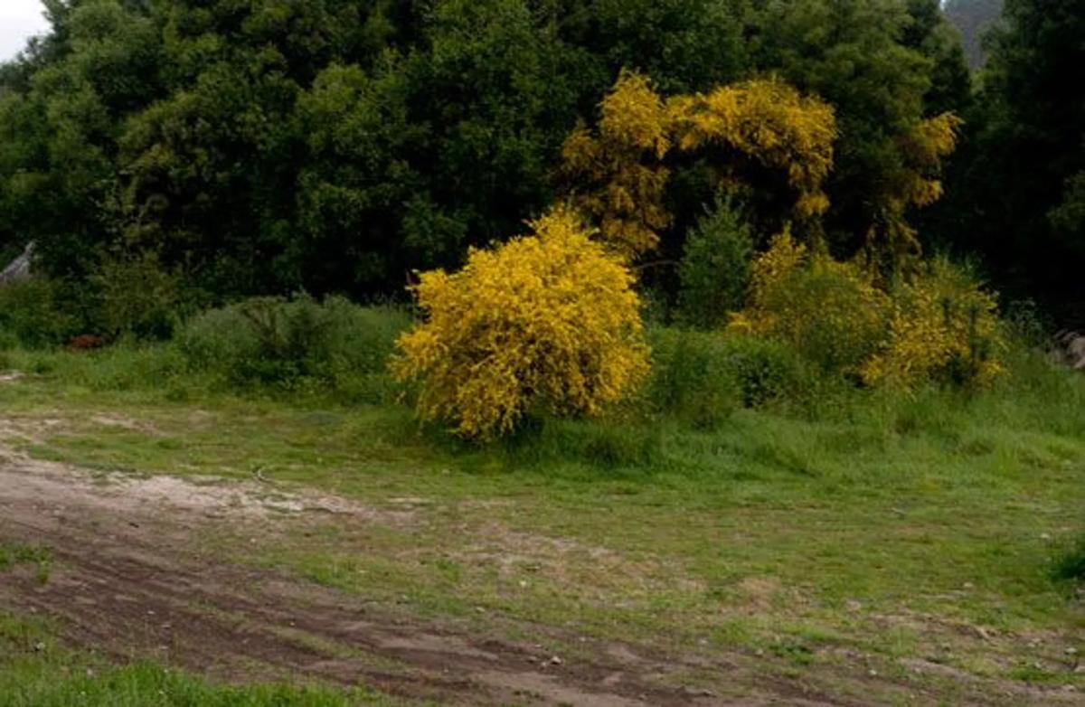 Terreno en venta en Crecente, Pontevedra photo 3