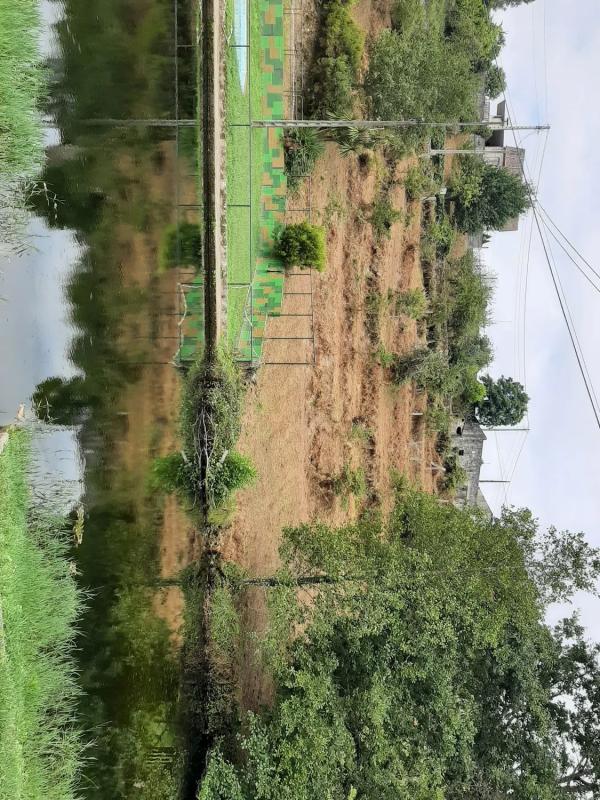 Land for sale in Covelo, Pontevedra photo 3