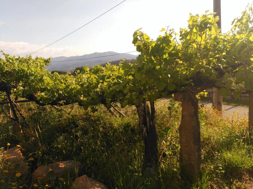 Land for sale in As Neves, Pontevedra photo 5